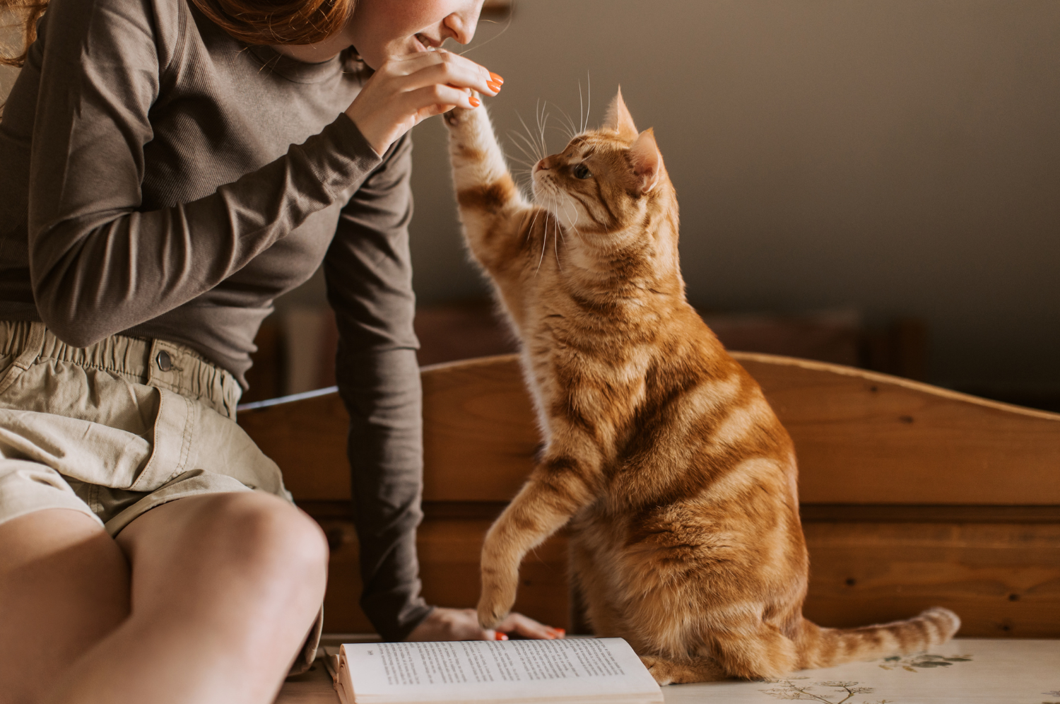 Gezonde kat