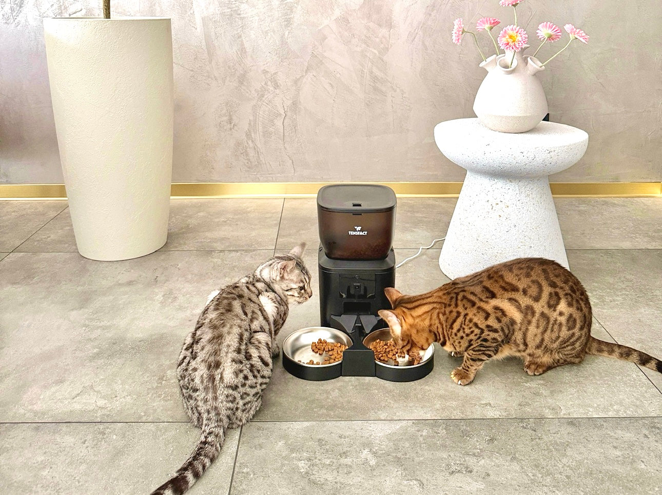 Twee katten gevoerd via dubbele voerbak met verdeelsysteem