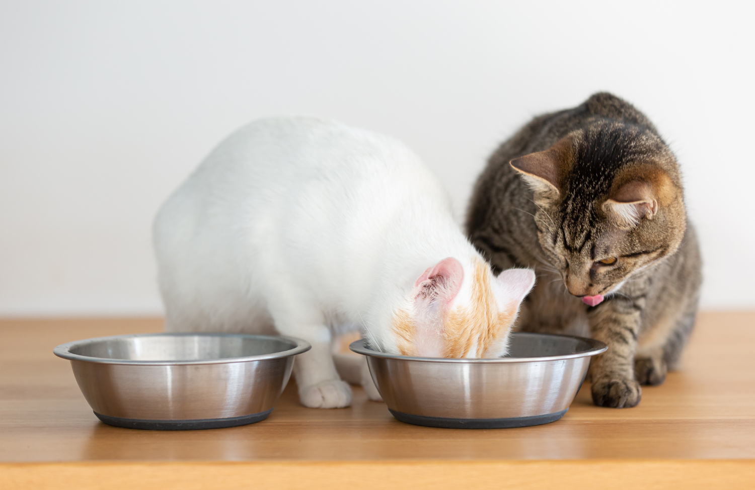 Twee katten gevoerd via dubbele voerbak