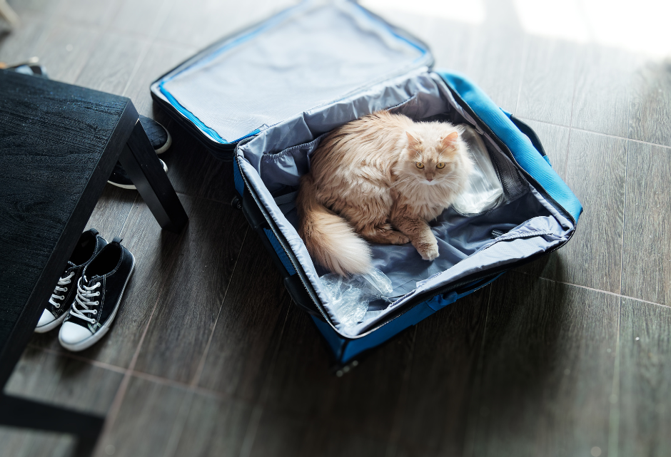 Automatische voerbak: Ga zorgeloos op vakantie