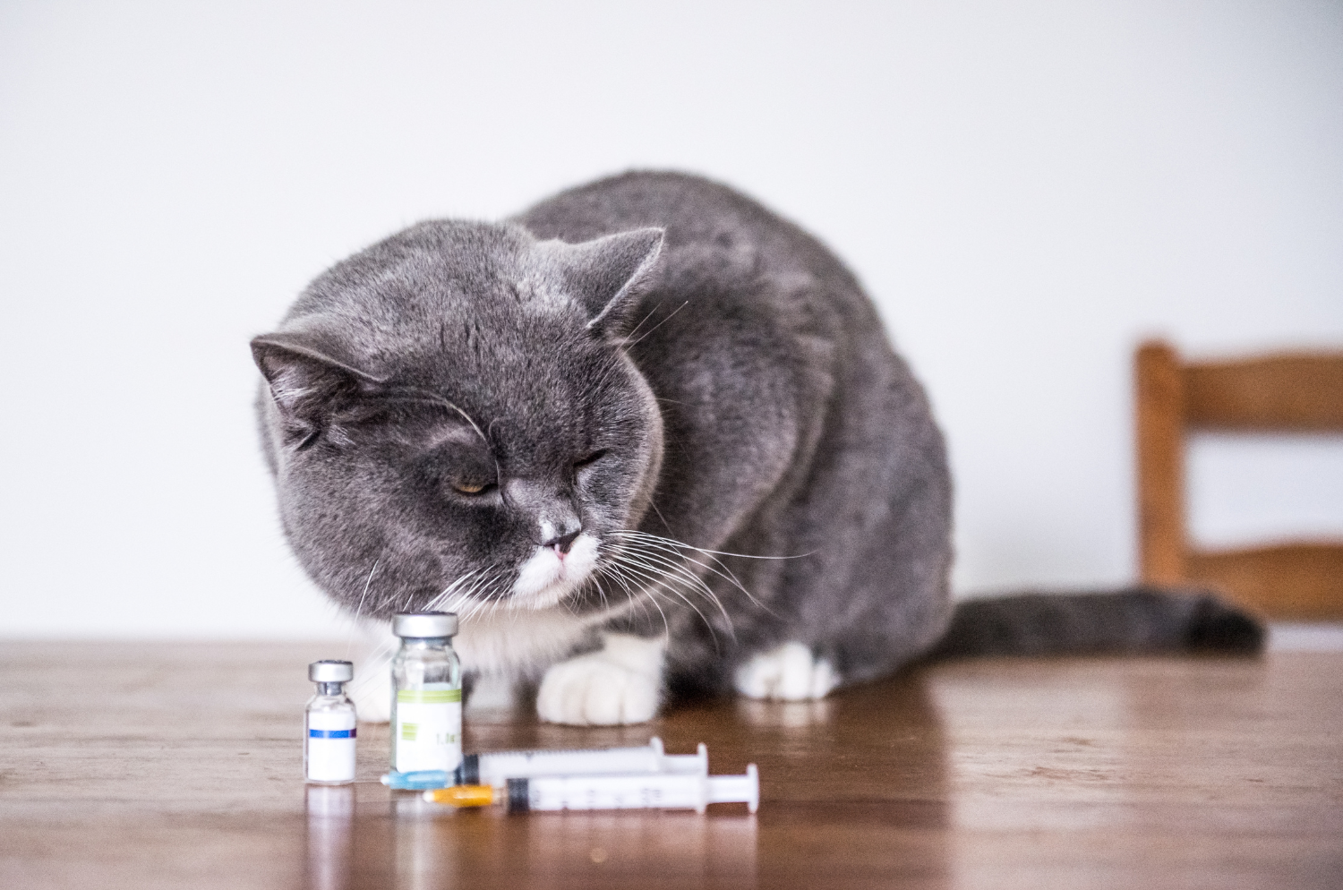 Kat met overgewicht door onregelmatig voeden